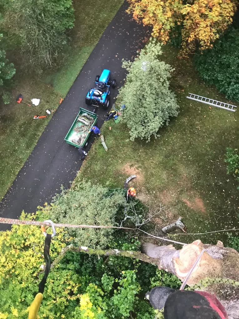 Tree Surgery — image 1