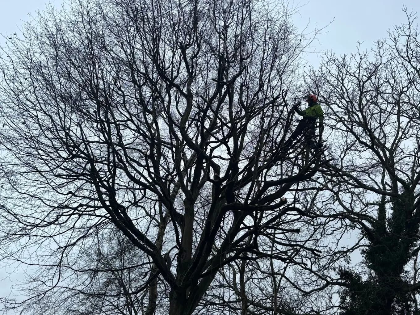 Tree Surgery — image 2