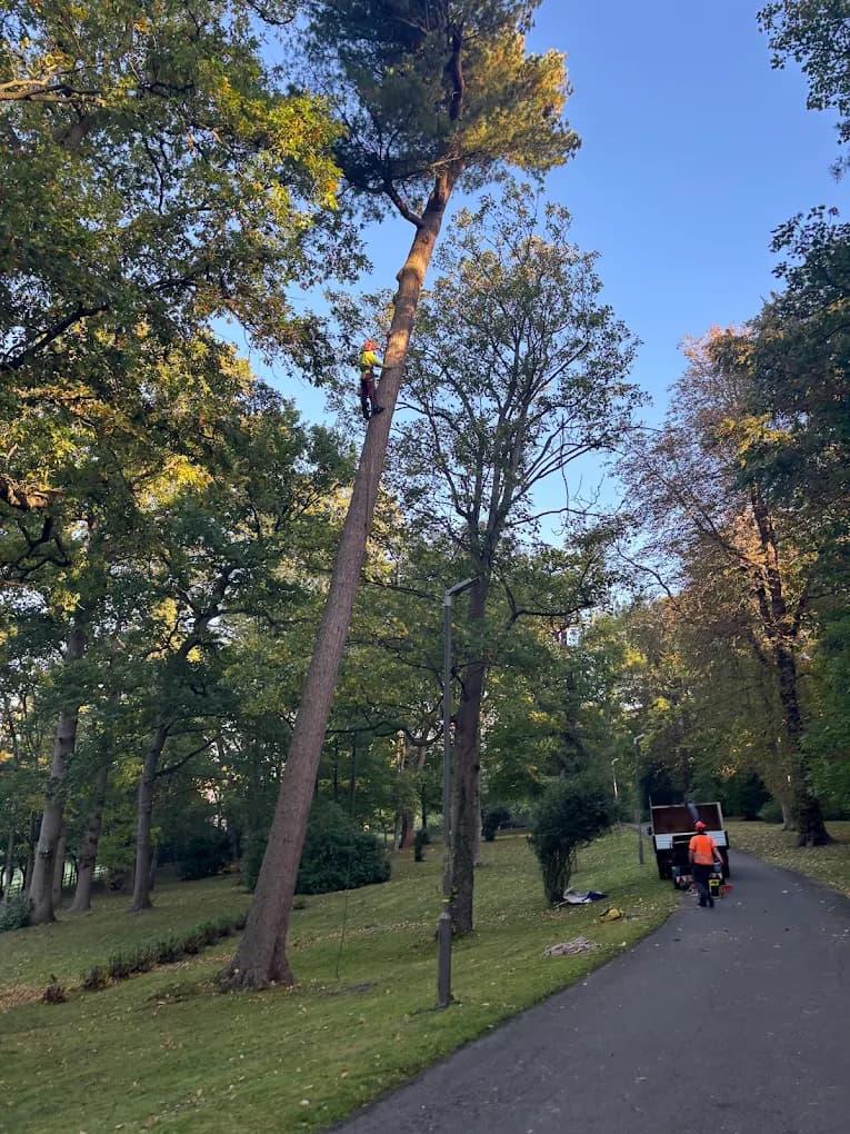 Tree Surgery — image 3