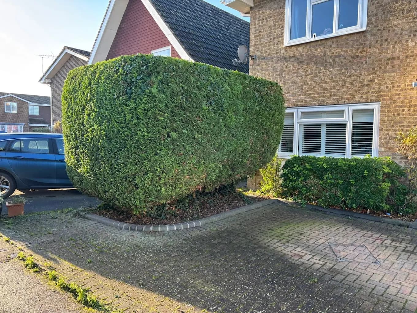 Tree Surgery — image 5
